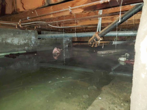 Best Flood damage cleanup  in Broomall, PA